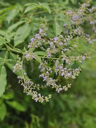 Image result for Vitex madiensis