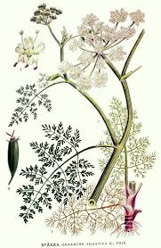 Image result for Oenanthe