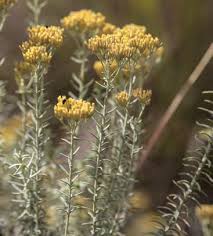 Image result for Syncolostemon elliottii