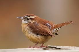 ???carolina wren????????????????????????