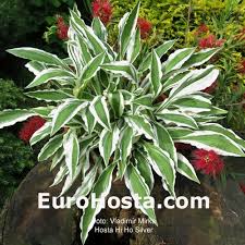 Smal groen blad, de groenbladige sport van 'ginko craig'. Hosta Hi Ho Silver Eurohosta