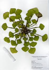 Image result for Trapa natans