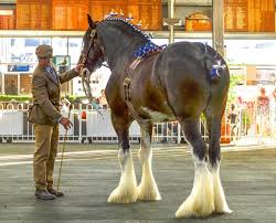 Budweiser clydesdale horse, at grant's farm in st. For The Love Of Clydesdales Commonwealth Clydesdale Horse Society Victorian Branch