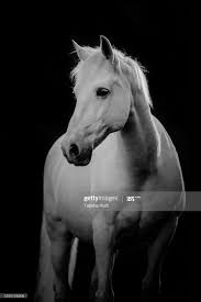 pferd im portrait schwarz weiss schwarzer hintergrund elegant royalty free images still image stock photography