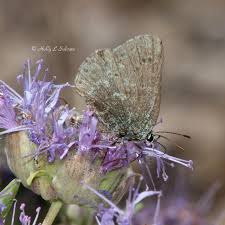 Image result for Satyrium compactum