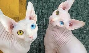 Try contacting texas cat rescue groups that help all breeds. Sphynx Cats Mocked For Their Unusual Appearance Find Love On Instagram The Animal Rescue Site News