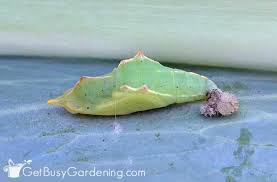 Spraying neem oil on plants to get rid of cabbage worms. How To Get Rid Of Cabbage Worms Organically Get Busy Gardening