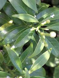 Image result for Tabernaemontana odoratissima