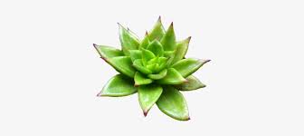How long does it take for mealybugs to infest a how long does it take for mealybugs to infest a cactus? Free Download Trabsparent Tumblr Plant Clipart Cactus Green Aesthetic Tumblr Png Transparent Png 500x375 Free Download On Nicepng