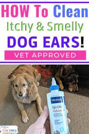 The Dog Ear Infection Remedy Our Vet Recommends See How To Clean Smelly Dog Ears And Treat A Dog Ear Yeast Infection Using Vet Approved Products The First T Dogs