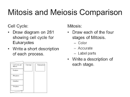 More images for pictures of stages of mitosis and meiosis » Mitosis And Meiosis Comparison Ppt Video Online Download
