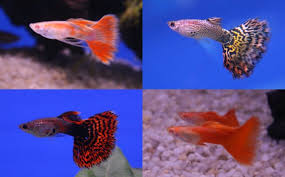The siamese fighting fish (betta splendens), also known as the betta, is a freshwater fish native to thailand (formerly siam) and present in neighboring cambodia, laos, malaysia, indonesia. Betta Fish Breeding Tank Setup Vang Bettas