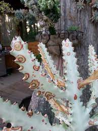 We did not find results for: Ghost Candelabra Plant Euphorbia Lactea Cactus Jungle
