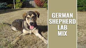 Can german shepherds be good pets? German Shepherd Lab Mix A Complete Guide Before Buying A Sheprador Petmoo
