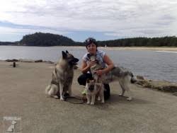 Image result for norský losí pes šedý