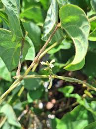 Image result for Neonotonia wightii