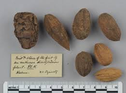 Image result for Balanites aegyptiaca