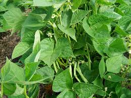 The coffee bean is really the seed of the cherry. Growing Pinto Beans How To Grow Pinto Beans