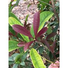 We did not find results for: Jc Raulston Arboretum Our Plants Search Results