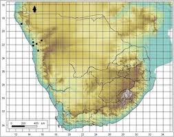 Image result for Enneapogon pretoriensis