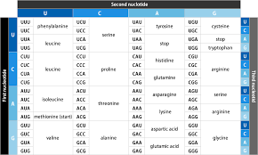 59 Perspicuous Dna To Rna Codon Chart