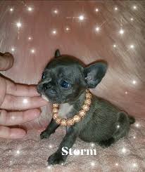 South prairie frenchies exceeds the standard for french bulldog & boston terrier puppies through love and healthy breeding. Available French Bulldog Puppies Ready Champion Bulldog Puppies Facebook