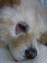 9 Most Common Eye Problems In Dogs How To Prevent And Treat Them Dogs Eyes Problems Eye Infection In Dogs Mites On Dogs