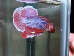 Inflamed Gill Photos Betta Fish Care Betta Fish Care
