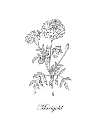 Marigold Drawing Marigold Botanical By Masha Batkova Batkova Botanical Drawing Marigold Masha Marigold Tattoo Birth Flower Tattoos Flower Drawing