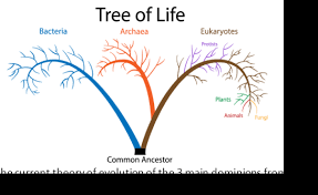 Maybe you would like to learn more about one of these? Eukaryotic And Prokaryotic Cells Differences