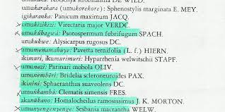 Image result for Sphenostylis marginata