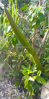 Image result for Strophanthus eminii