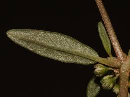 Image result for Gisekia africana