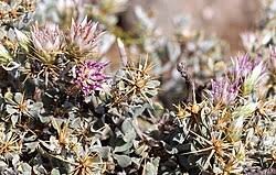 Image result for Macledium