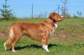 The nova scotia duck tolling retriever's odd name comes from his ability to lure ducks within shooting range by dancing on the shore, a technique called tolling. Nova Scotia Duck Tolling Retriever Brit