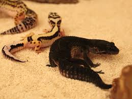 About 2 months ago, she had a hole right in front of her right rear leg. Leopard Geckos For Sale Premium Geckos