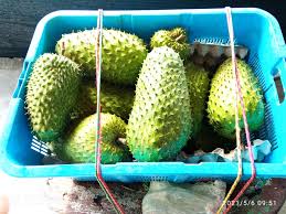 Cara menanam durian tergolong mudah apalagi jika anda menggunakan bibit durian montong yang sudah jelas terbukti kualitas. Lembah Db Trigona Publicaciones Facebook