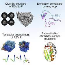 Rsv is extremely contagious and usually spreads via droplets. Structure Of The Respiratory Syncytial Virus Polymerase Complex Sciencedirect