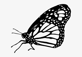 Maybe you would like to learn more about one of these? Butterfly Black And White Monarch Butterfly Clipart Monarch Butterfly Drawing Side Transparent Png 600x487 Free Download On Nicepng