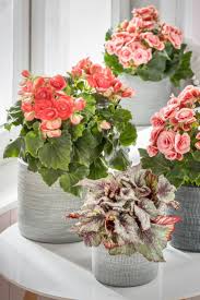Begonie Borias Xxl Begonien Zimmerpflanzen Pflanzen