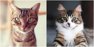 Female cat names that start with a female cat names that start with b female cat names that start with c female cat names that start with d female cat names that. The Most Popular Cat Names Of 2019 Released Cole Marmalade
