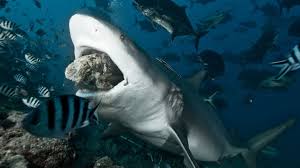 #sharks #artists on tumblr #great white shark #bull shark #tiger shark #blue shark #hammerhead shark #nurse shark #stingray. Anatomy Of A Shark Bite The Teeth Aren T The Only Thing That S Deadly Abc News