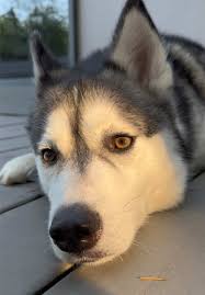 Amber Husky Dog