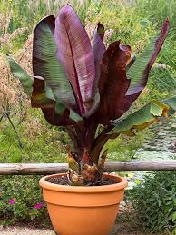 Image result for Ensete ventricosum