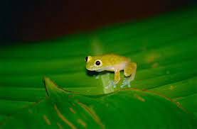 Taylors Glass Frog Hyalinobatrachium Taylori Glass Frog Frog Toad Tree Frogs
