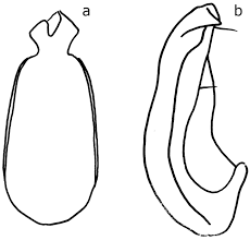 Maybe you would like to learn more about one of these? A Review Of The Cholevinae From The Island Of Borneo Coleoptera Leiodidae