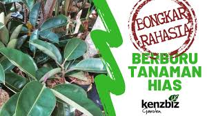 Tanaman hias murah yang cocok untuk teras, terkini 40 daftar harga tanaman hias, cek harga aneka tanaman hias yang lagi viral part 2, kulakan lagi untuk isi stok tanaman hias yg mulai menipis, tanaman hias yang lagi trend 2020, harga tanaman hias di mobil pickup pedagang bunga hias. Vlog Berburu Tanaman Hias Yang Lagi Trend Part 1 Youtube