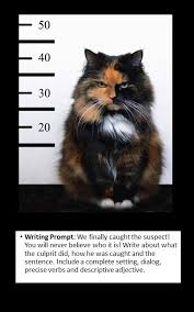 Writing Prompt Creative Writing Cats Cute Animals Funny Animal Pictures