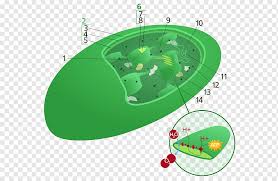 We did not find results for: Chloroplast Organelle Synthesis Plant Cell Label Cartoon Cell Sunlight Biochemistry Png Pngwing