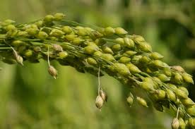 Image result for Panicum phragmitoides